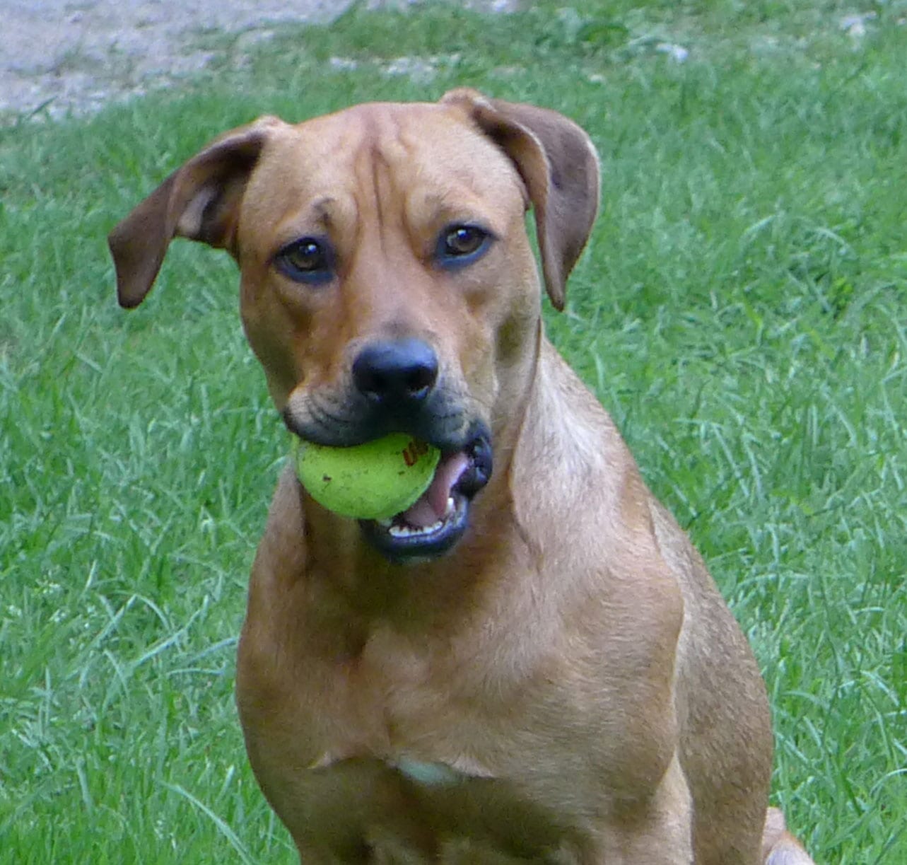 Recipe for Good Tennis: Positive Thinking, Perspective– and Puppies